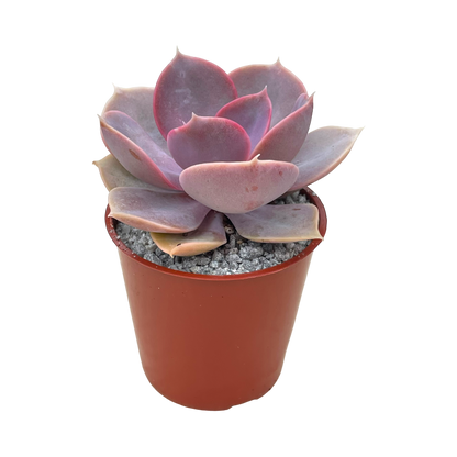 Echeveria 'Duchess of Nuremberg'