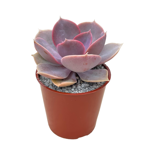 Echeveria 'Duchess of Nuremberg'