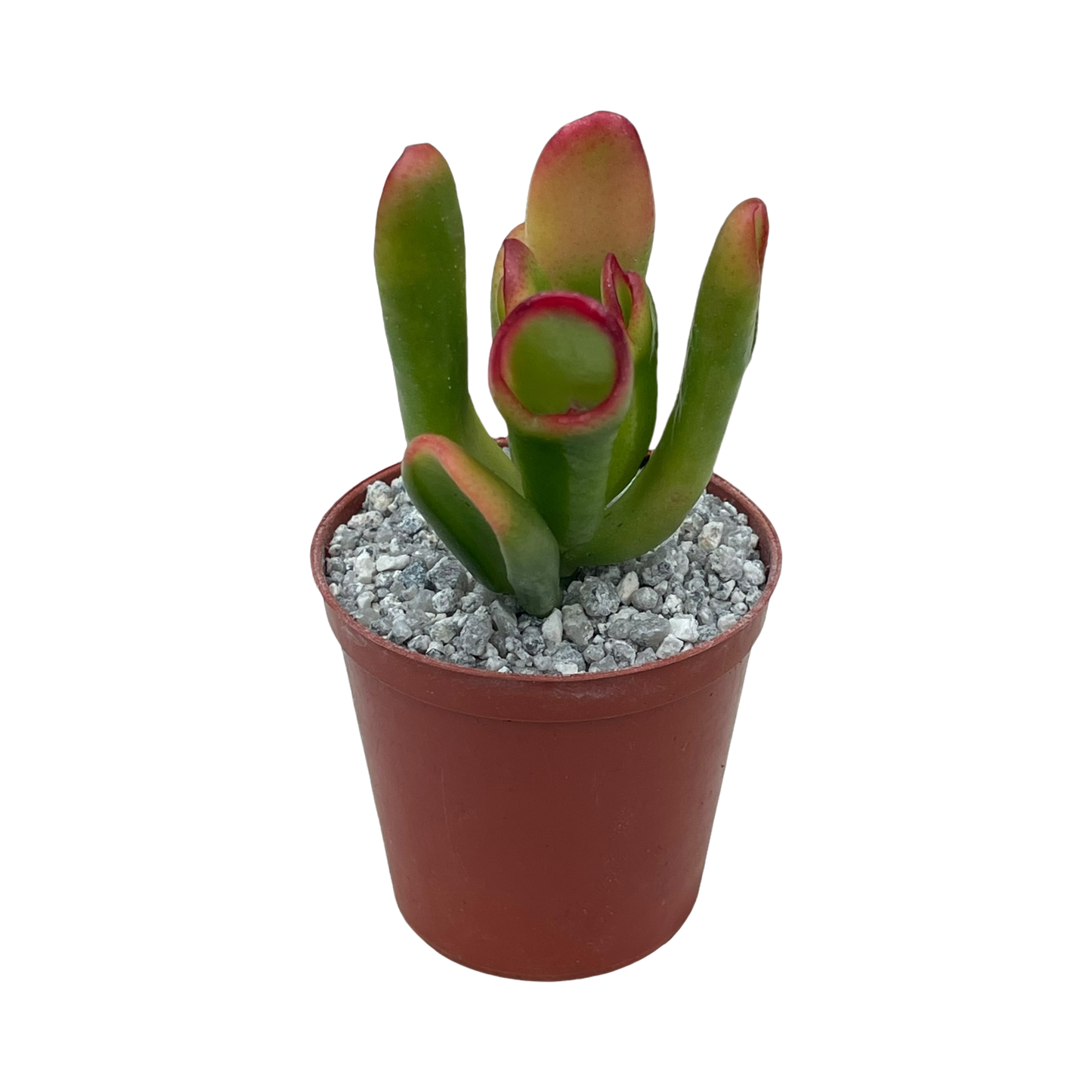 Crassula 'Red Horn'