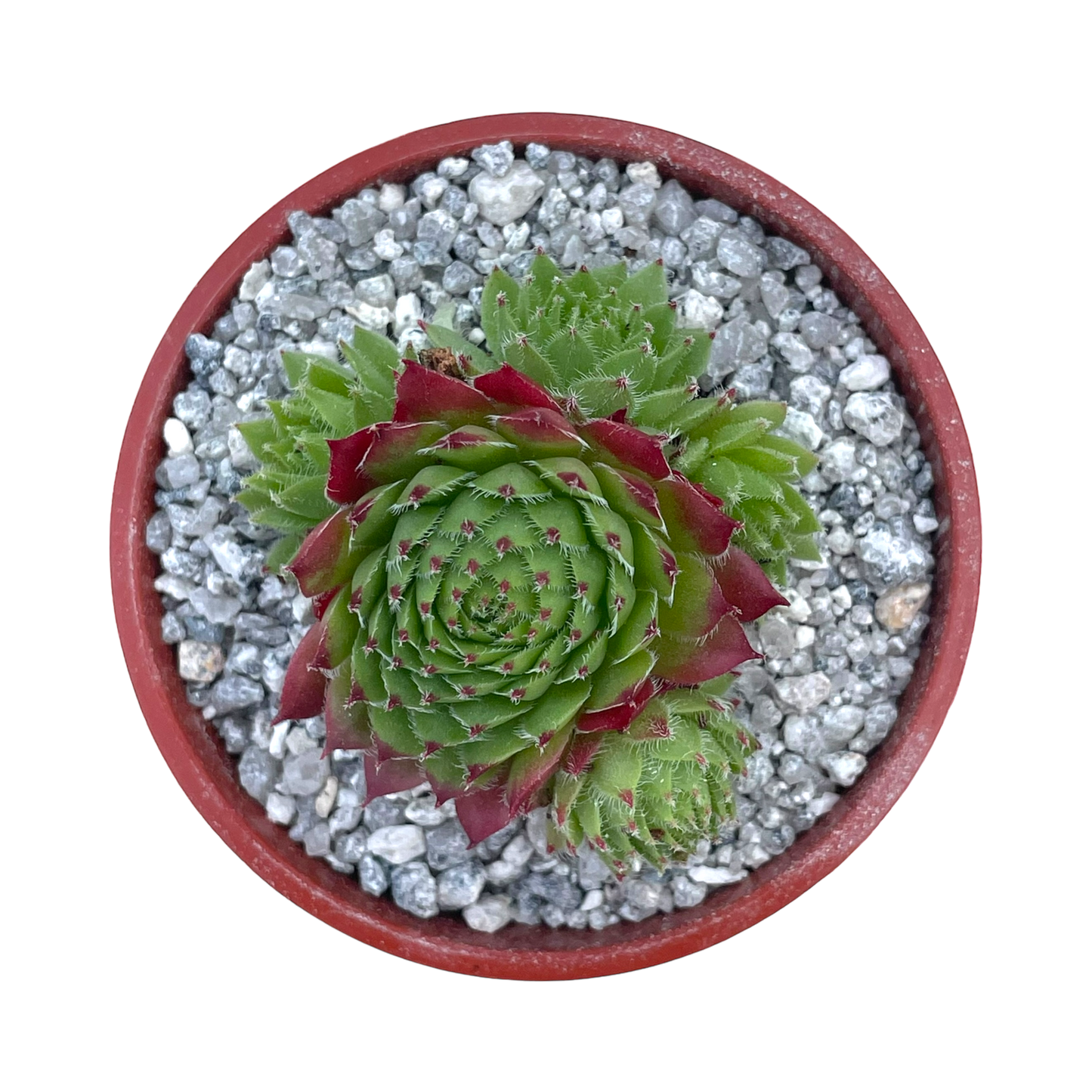 Sempervivum 'Green Dragon'