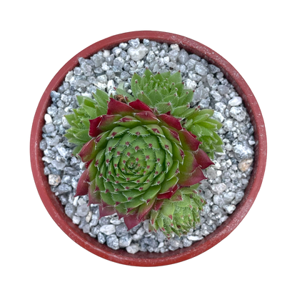 Sempervivum 'Green Dragon'