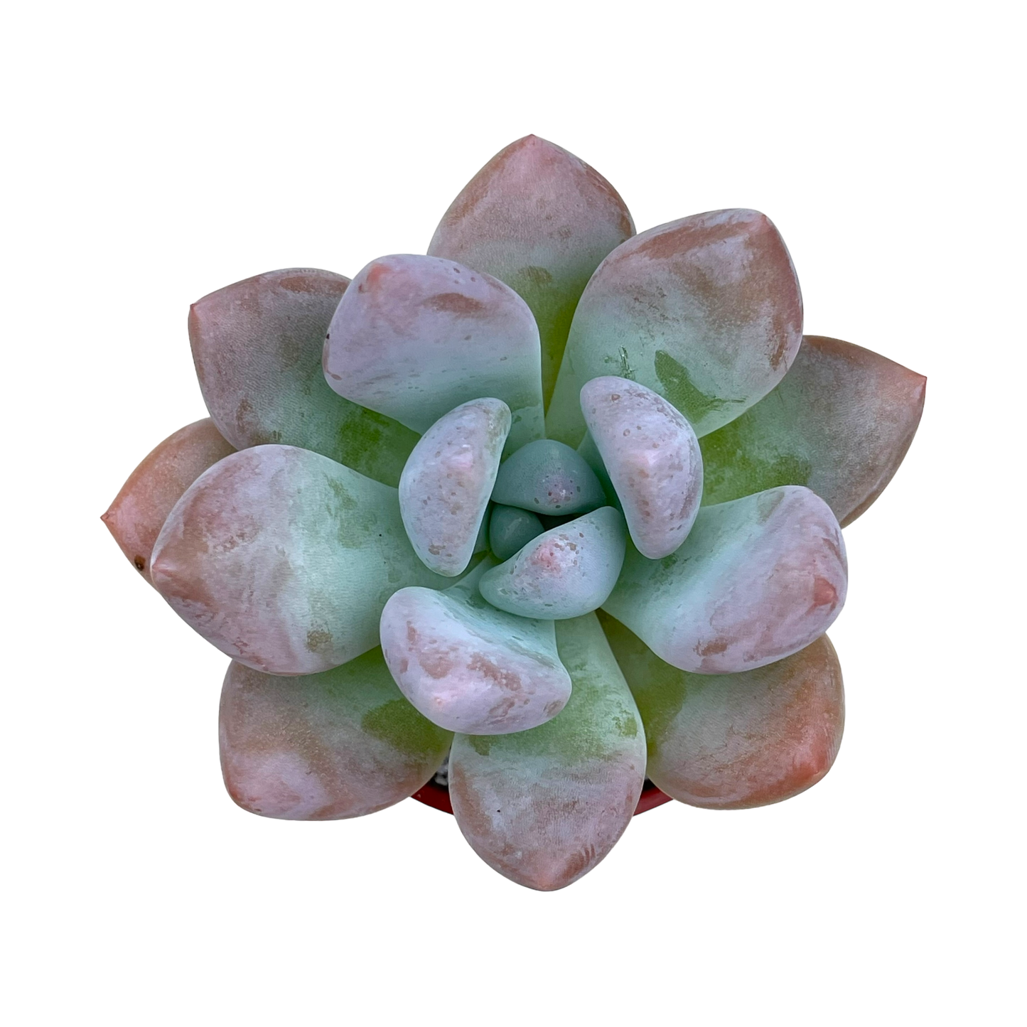 x Pachyveria 'Opalina'