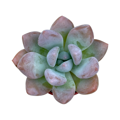 x Pachyveria 'Opalina'