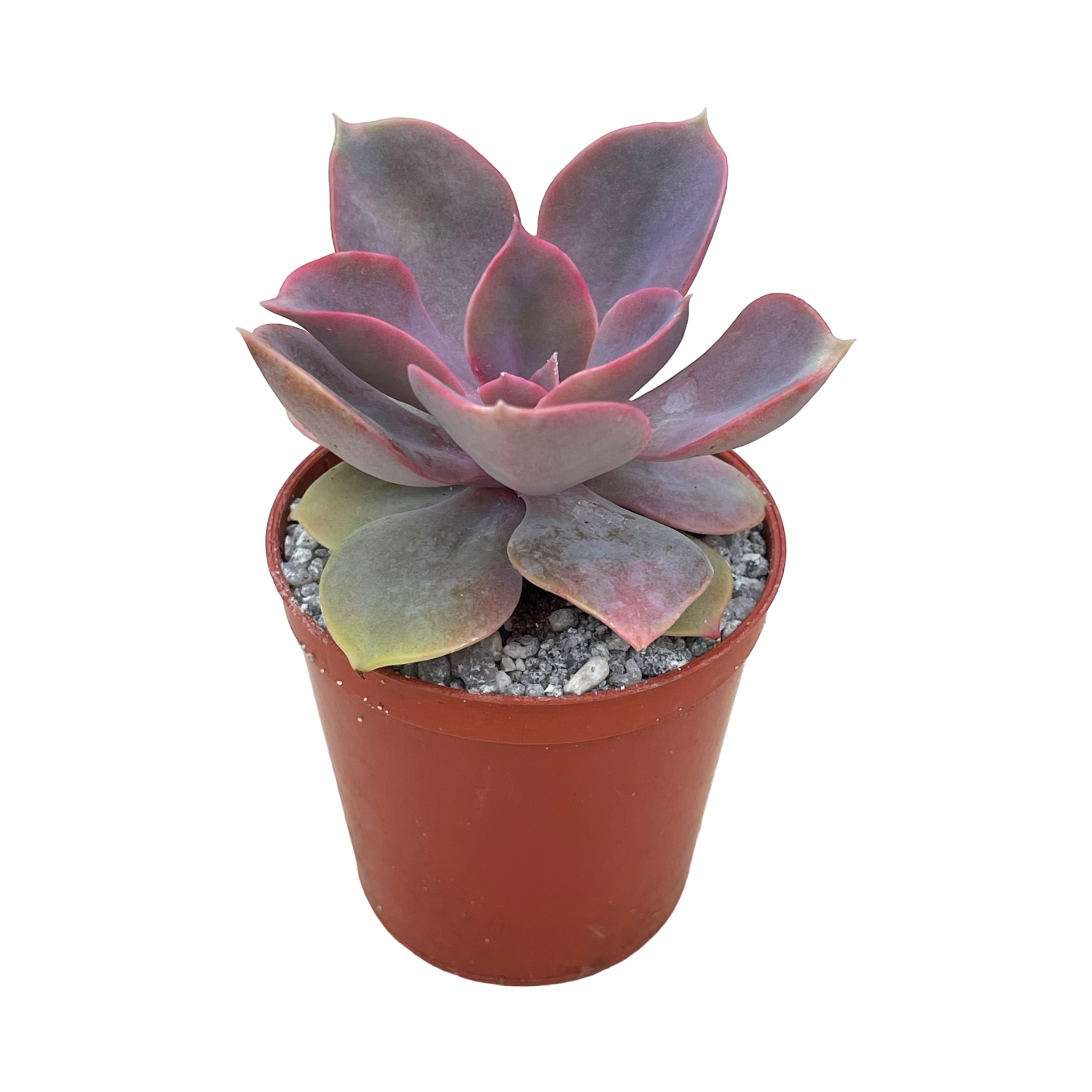 succulent china Echeveria 'Lila China' – Surreal Succulents