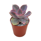 Echeveria 'Lila China'