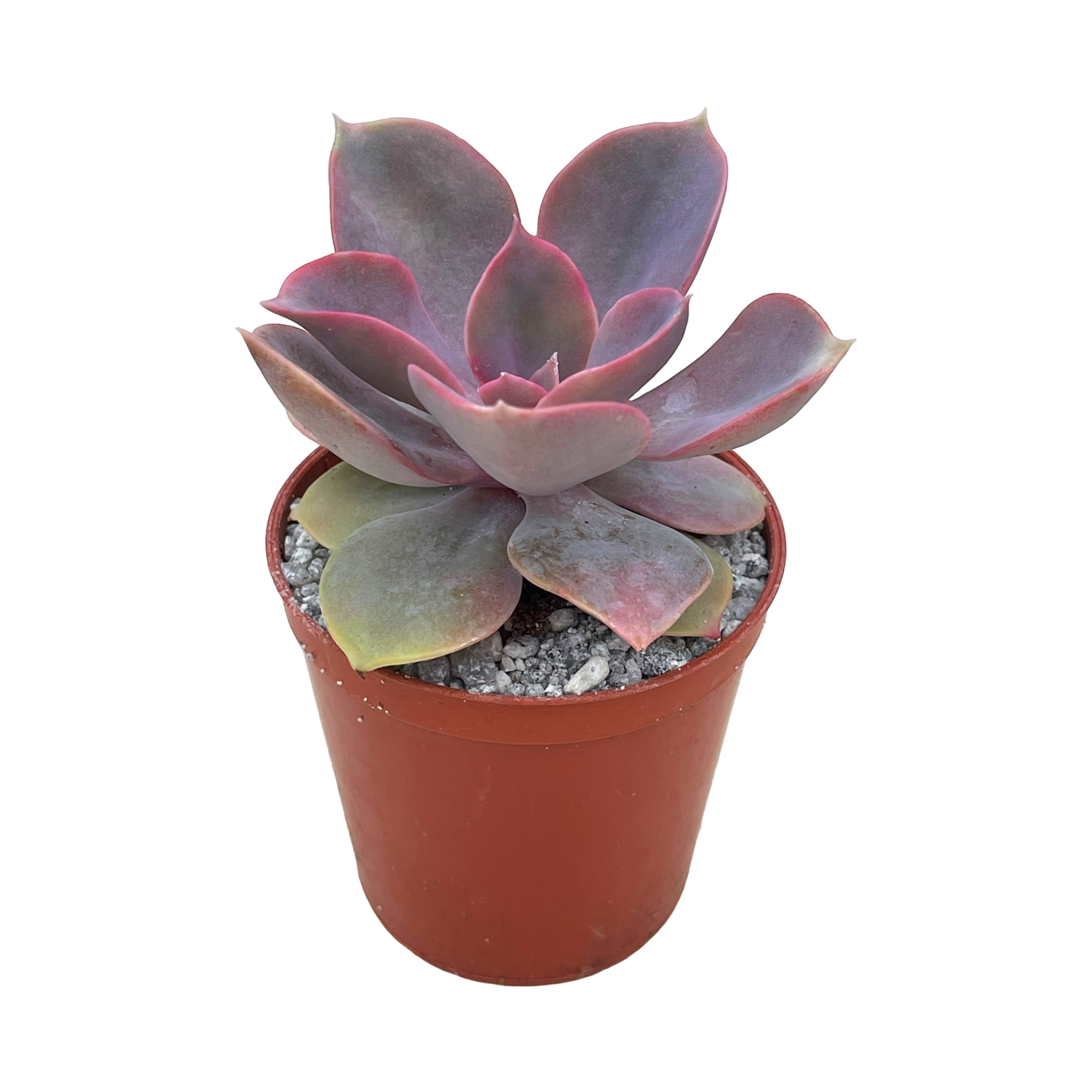 Echeveria 'Lila China'