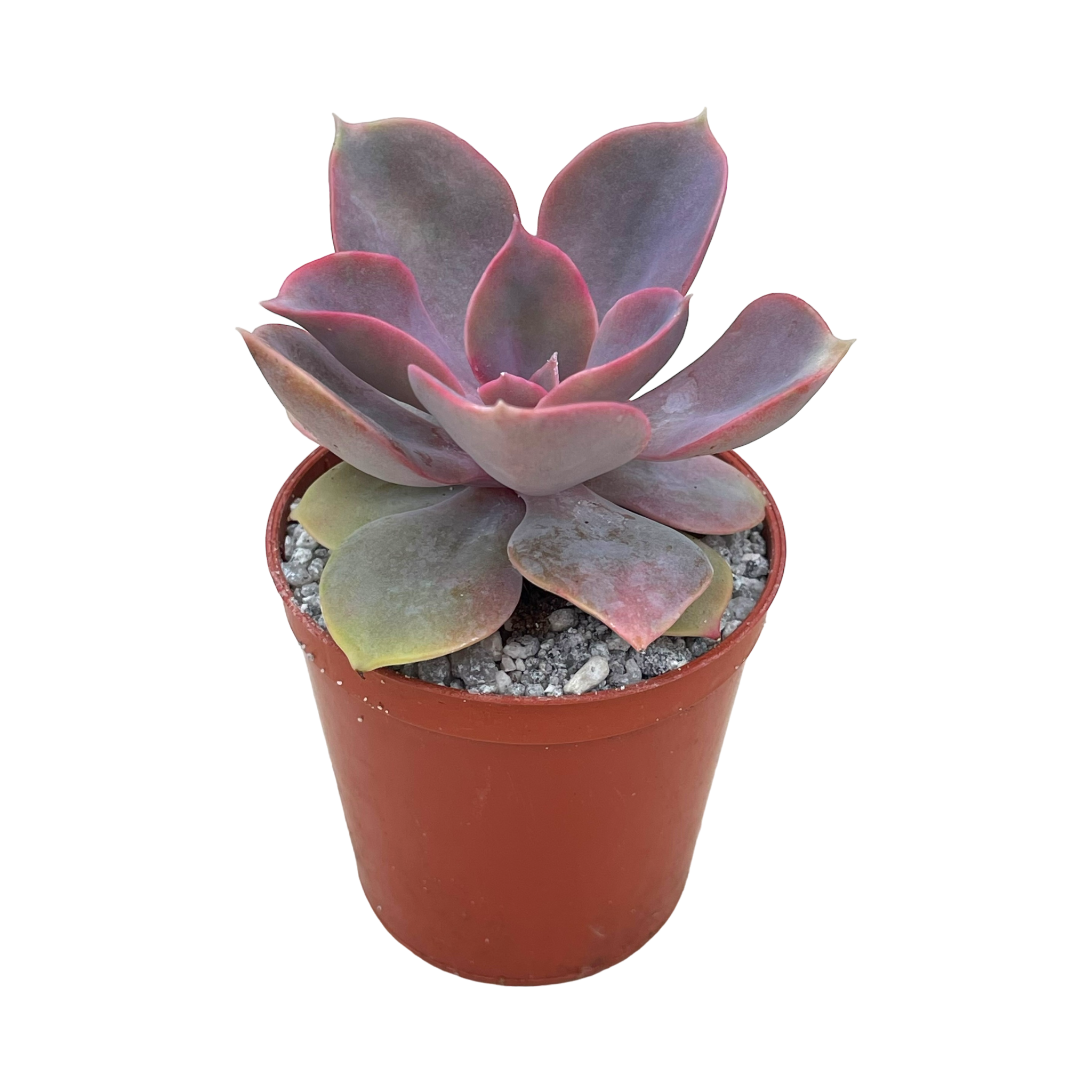 Echeveria 'Lila China'