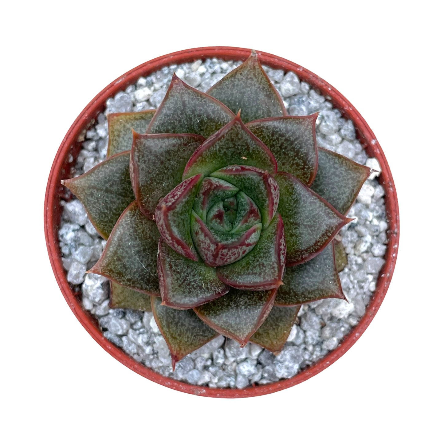 Echeveria chinensis