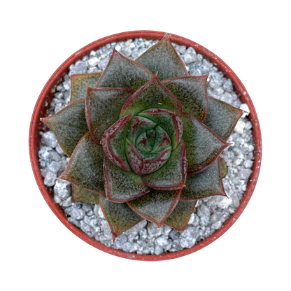 Echeveria chinensis