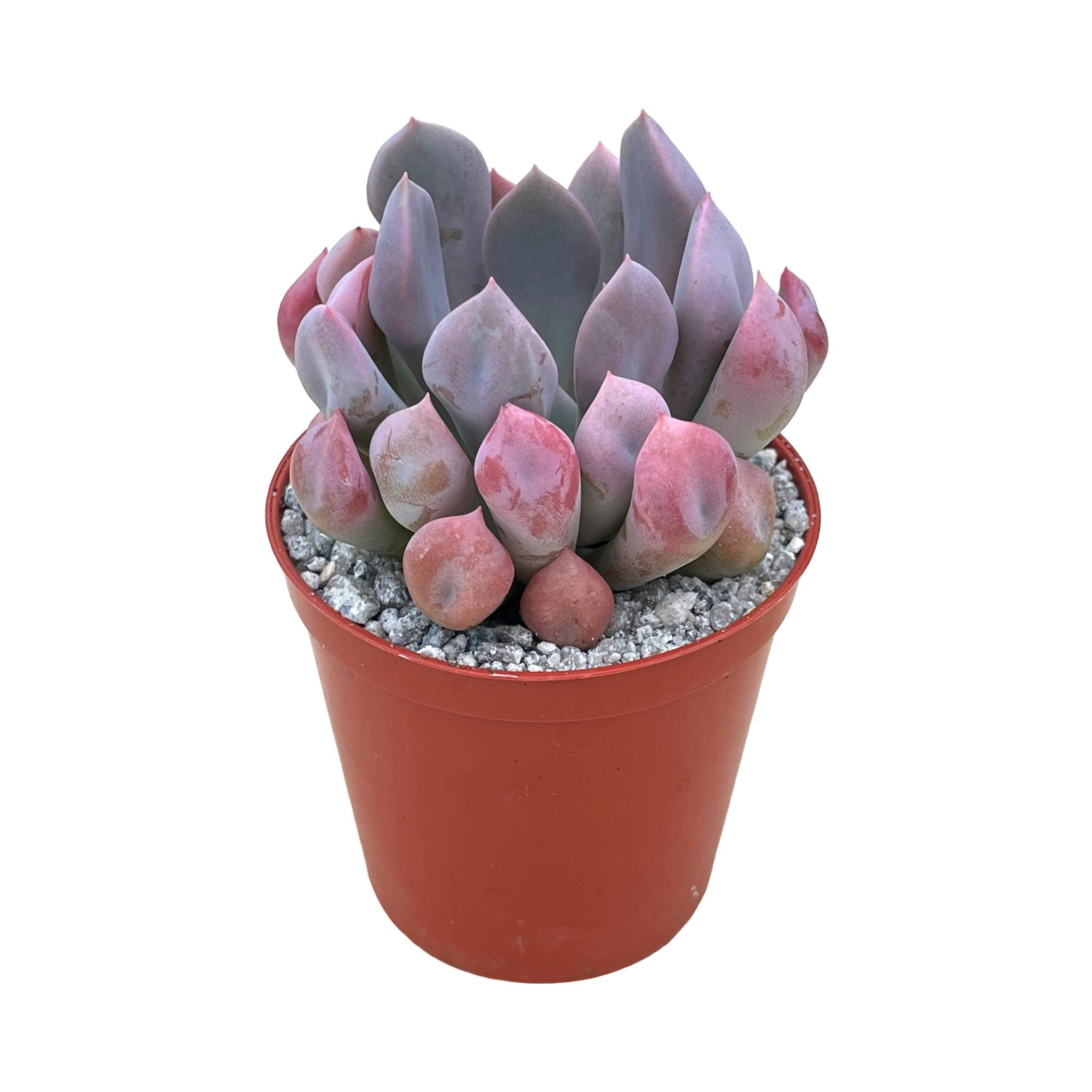 topsy debbie succulent x Graptoveria 'Topsy Debbi' – Surreal Succulents
