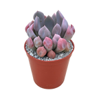 x Graptoveria 'Topsy Debbi'