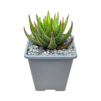 Haworthia attenuata var. radula f. variegata