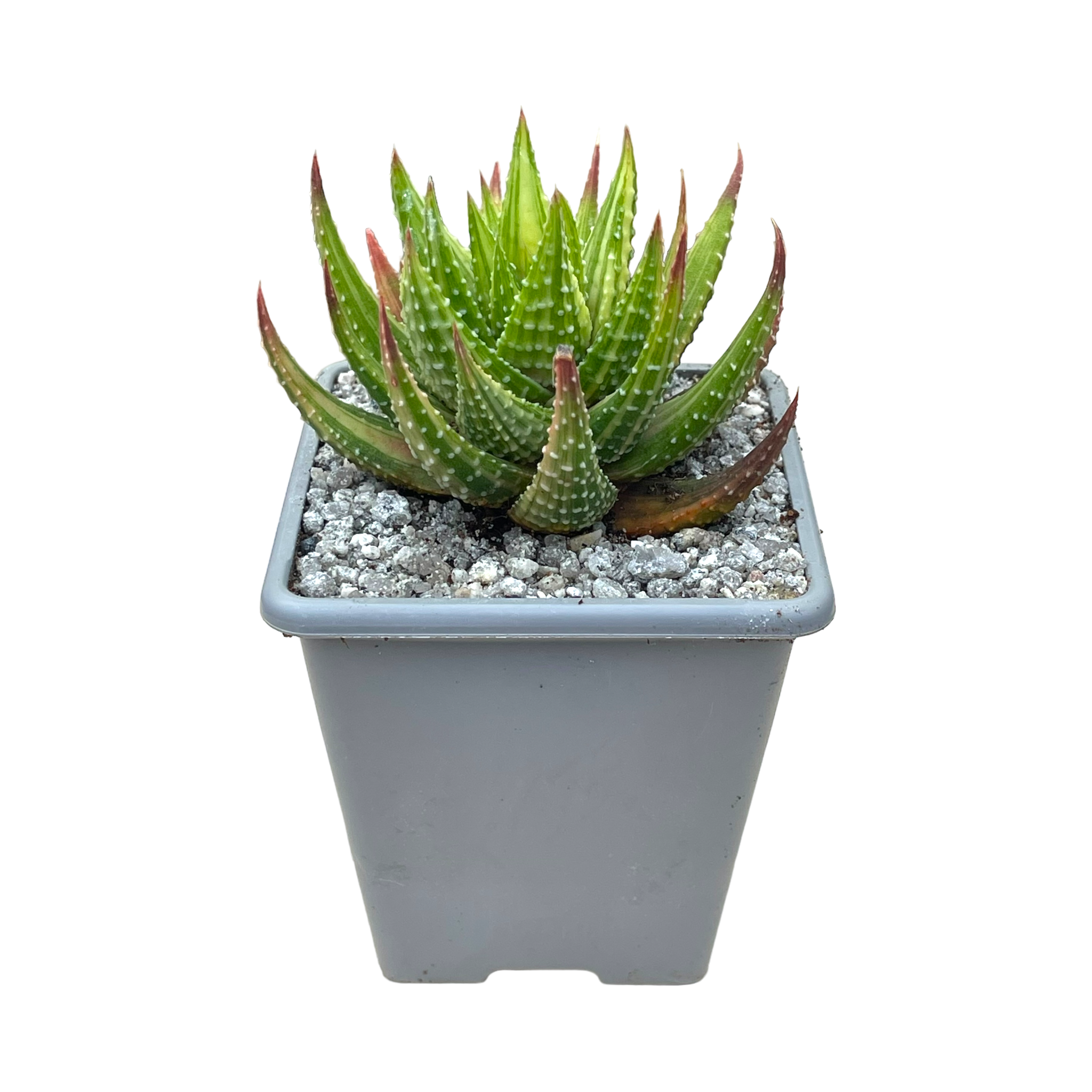 Haworthia attenuata var. radula f. variegata