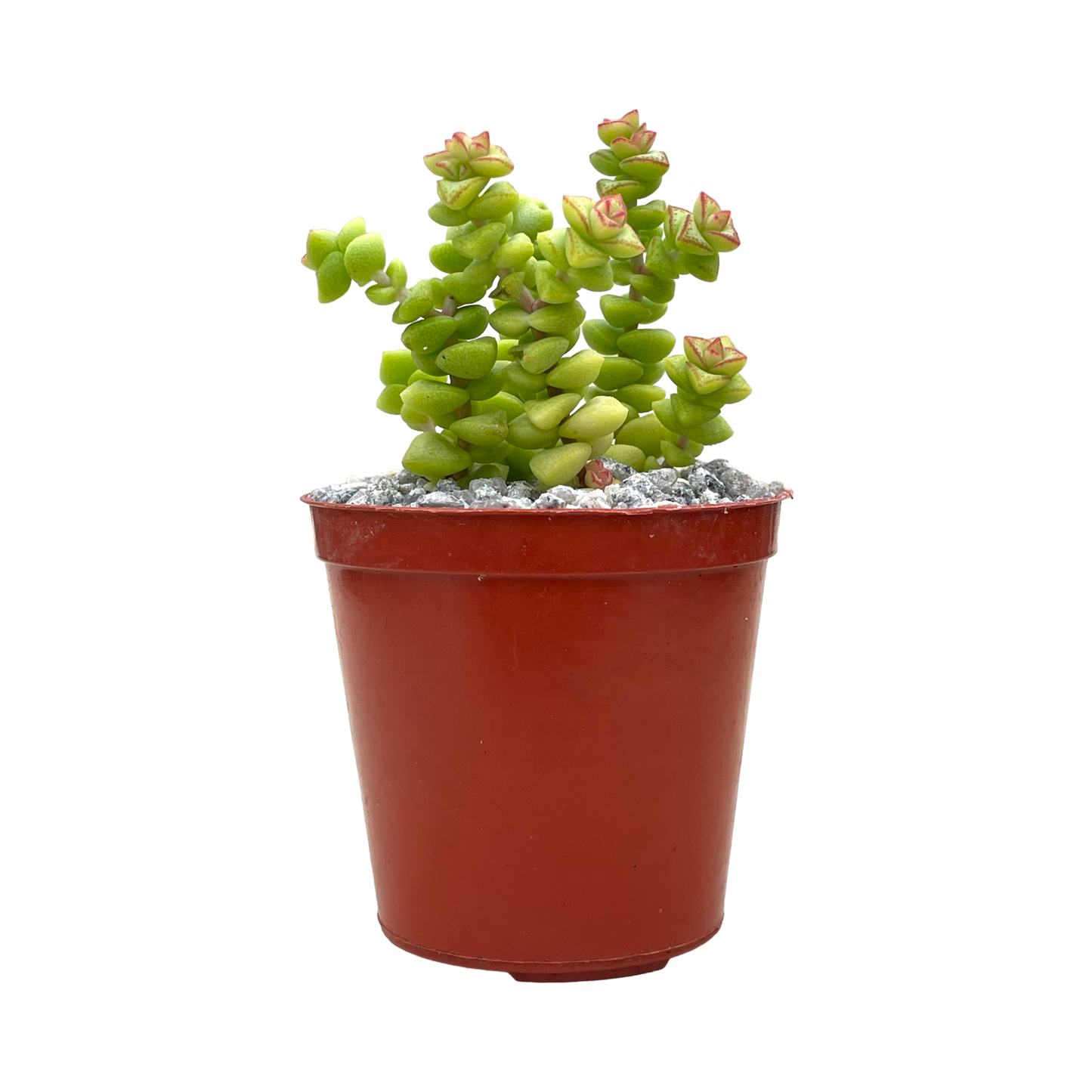 Crassula rupestris var. monticola