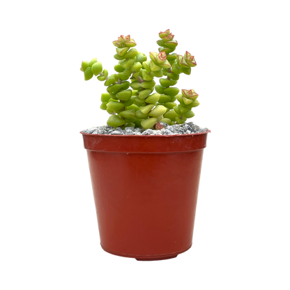 Crassula rupestris var. monticola