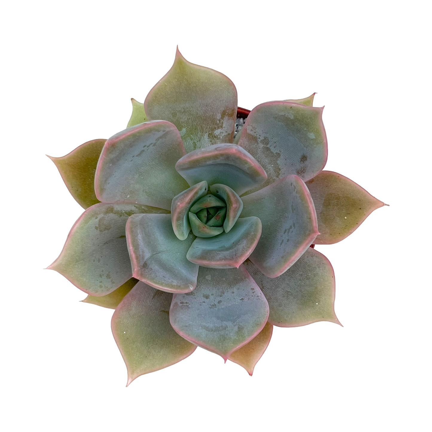 Echeveria 'Latte Rose'