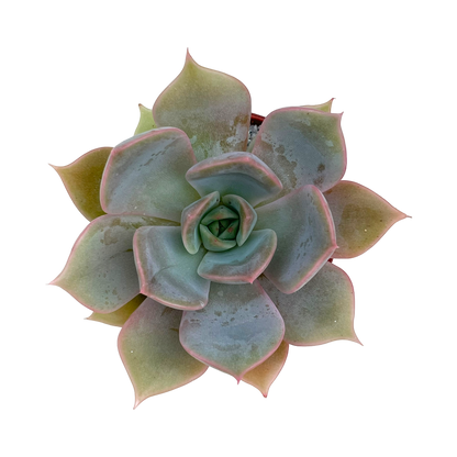 Echeveria 'Latte Rose'