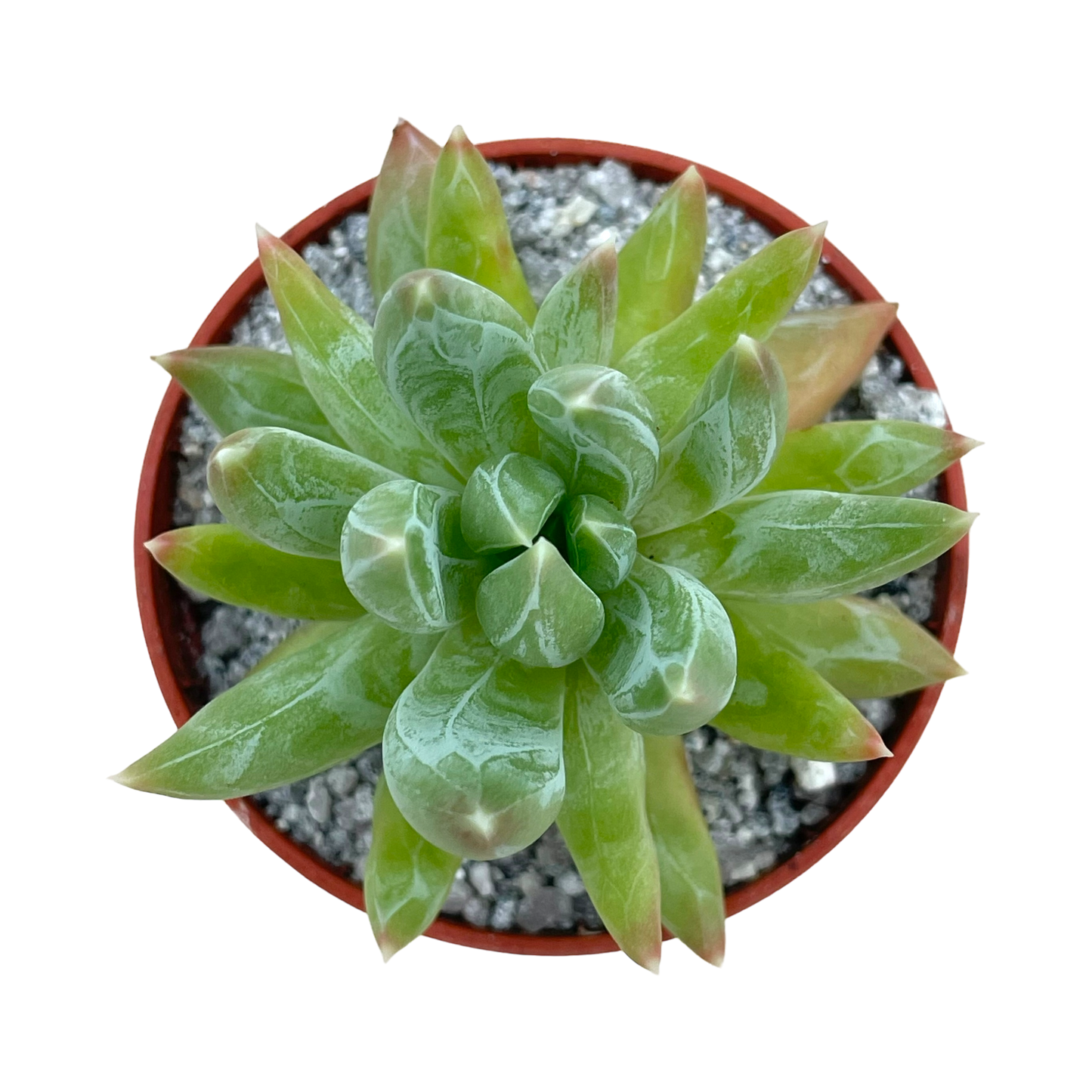 x Pachyveria 'Yvonne'