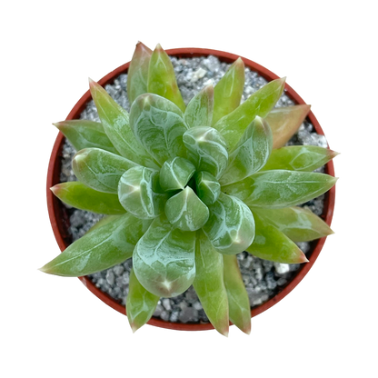 x Pachyveria 'Yvonne'