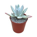 Dudleya greenei