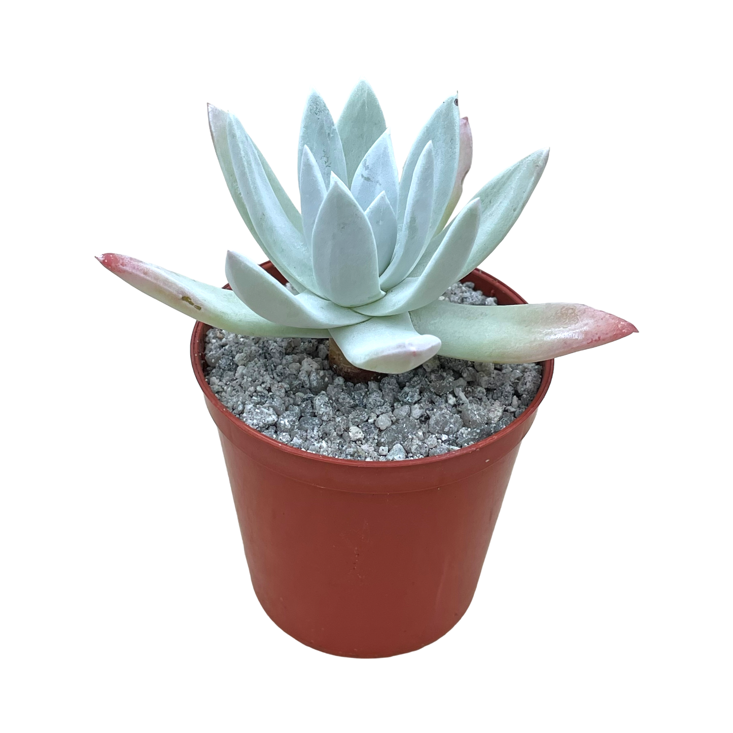 Dudleya greenei