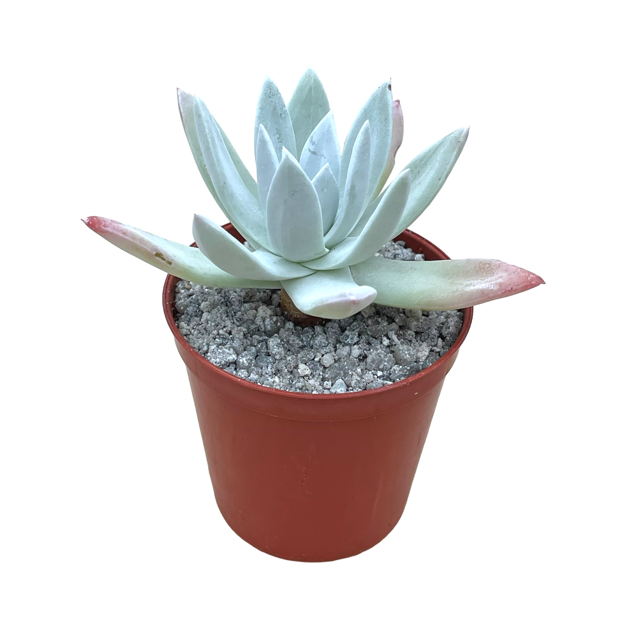 Dudleya greenei