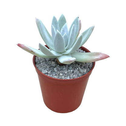 Dudleya greenei