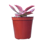 Echeveria 'Golden Towers'