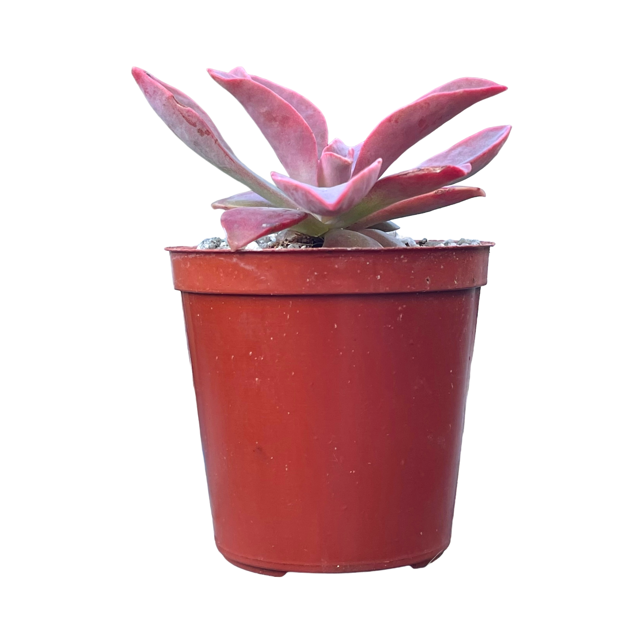 Echeveria 'Golden Towers'