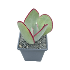 Cotyledon orbiculata 'Red Necklace'
