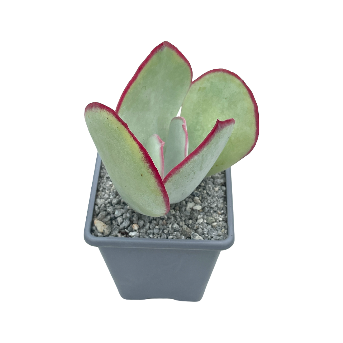 Cotyledon orbiculata 'Red Necklace'