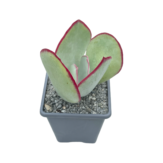 Cotyledon orbiculata 'Red Necklace'