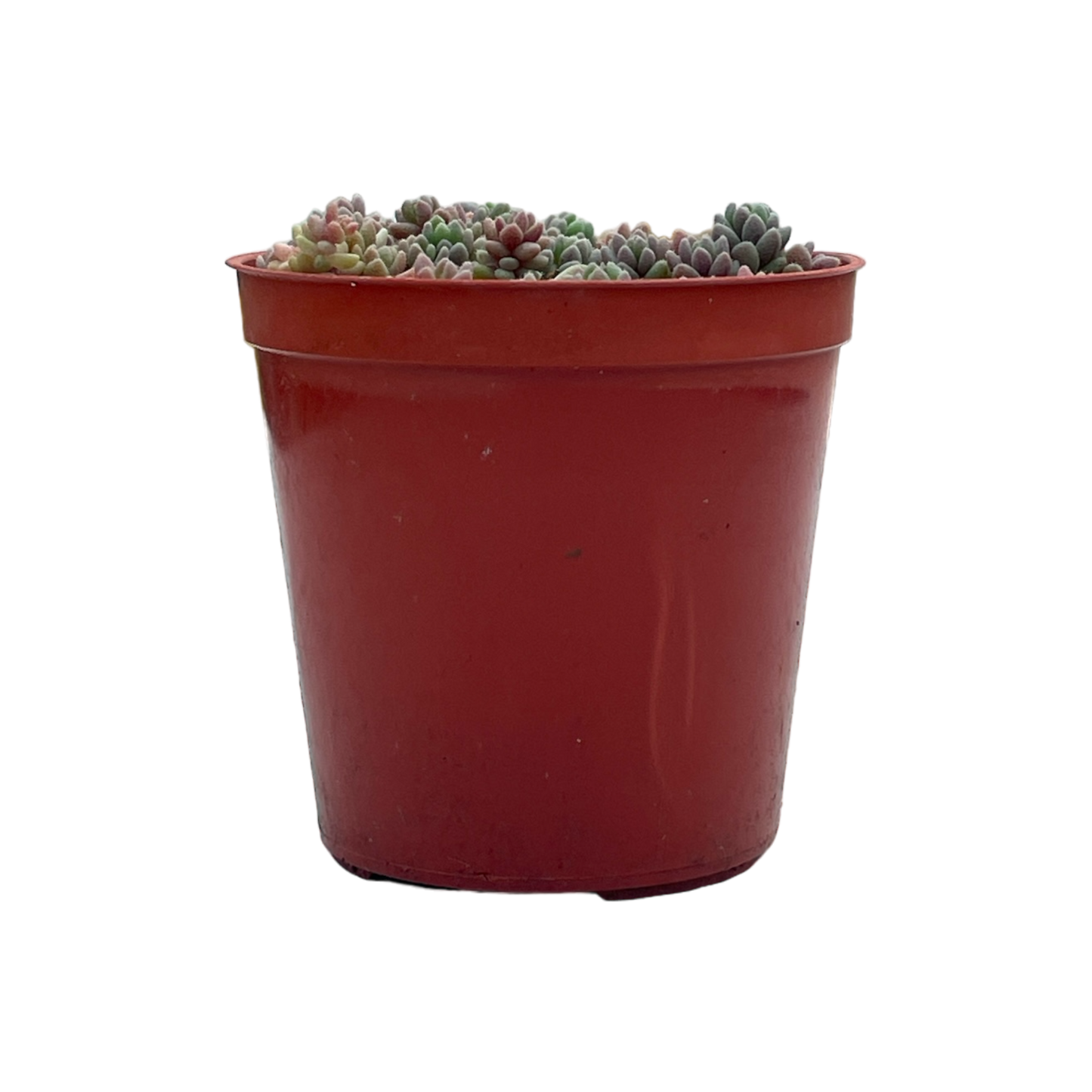 Sedum dasyphyllum minor