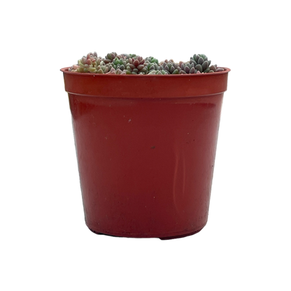 Sedum dasyphyllum minor