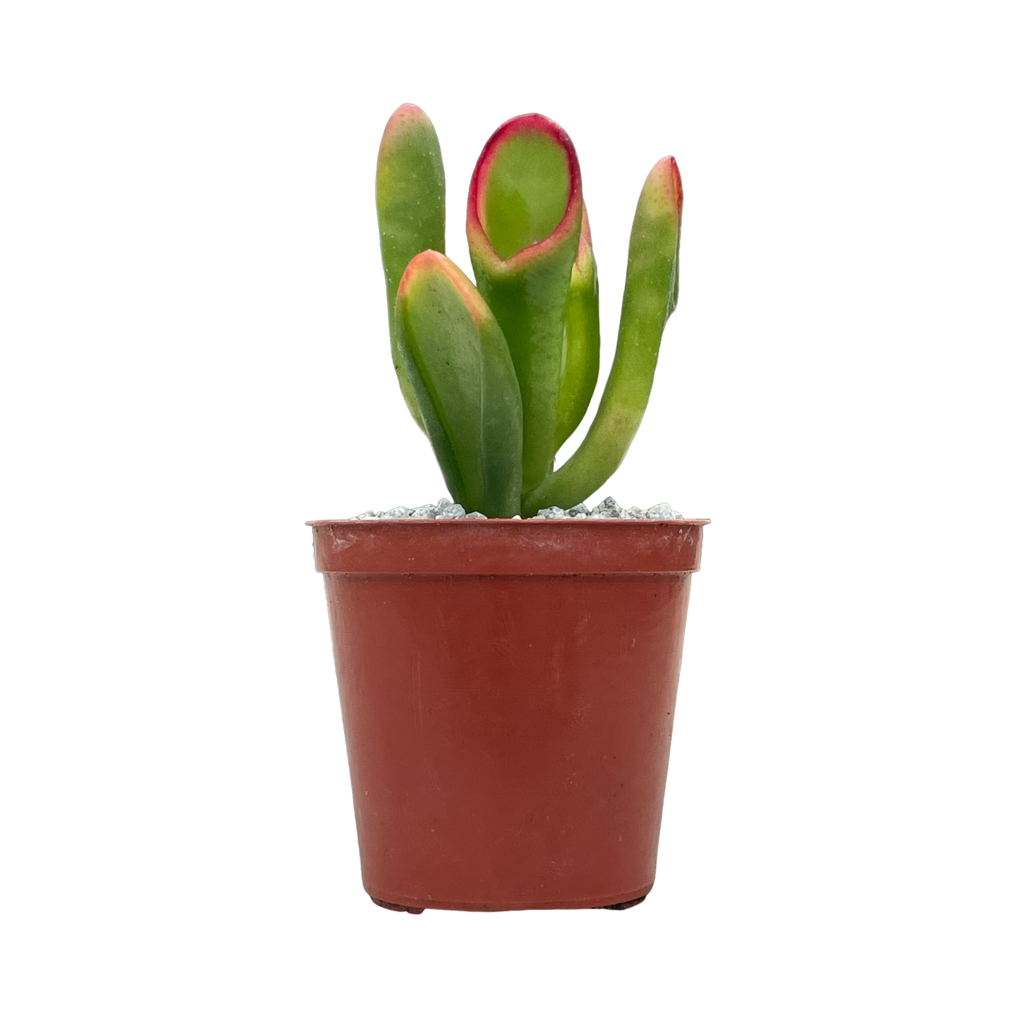 Crassula 'Red Horn'