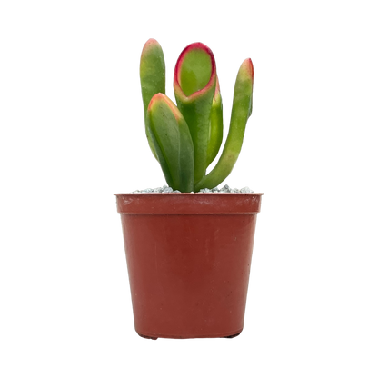 Crassula 'Red Horn'