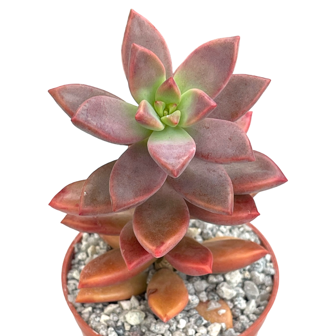 alpenglow succulent care x Graptosedum 'Alpenglow' – Surreal Succulents
