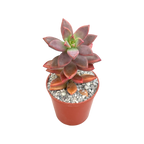 x Graptosedum 'Alpenglow'