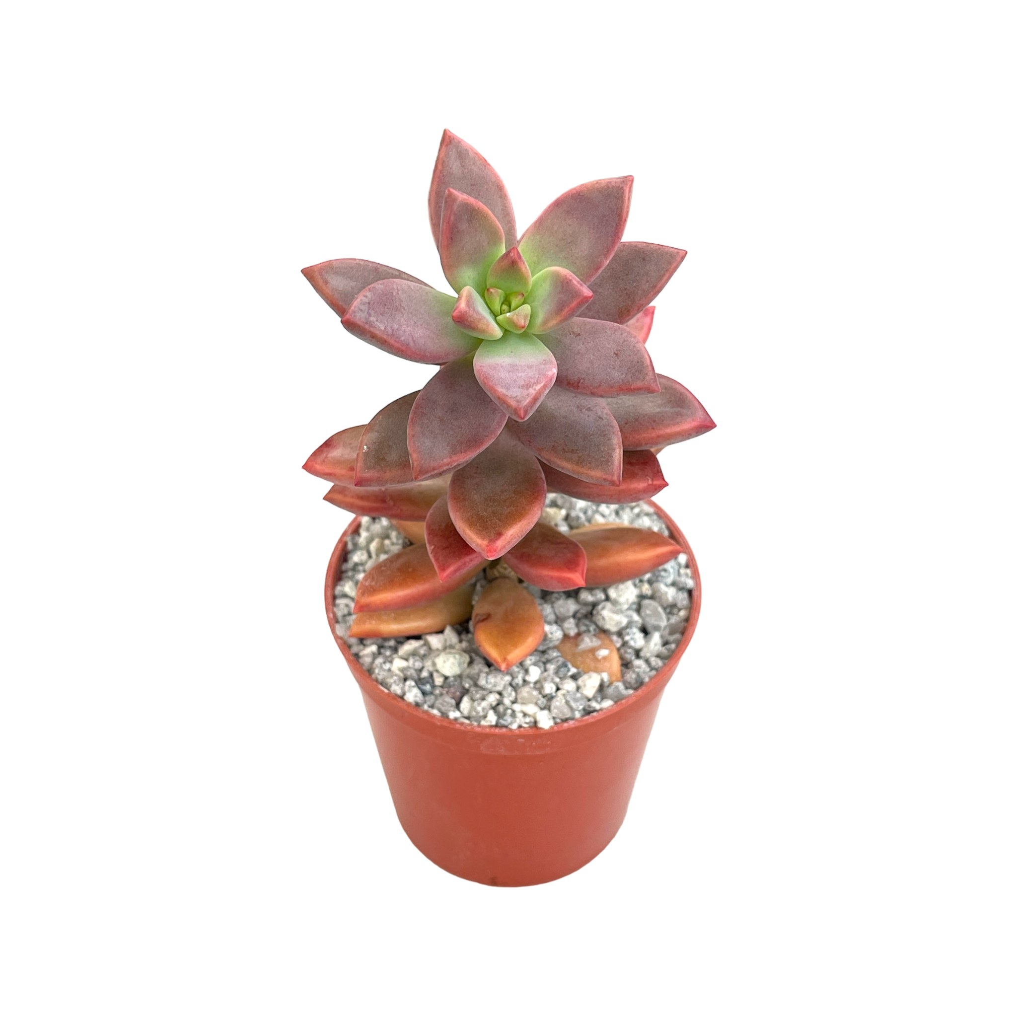 x Graptosedum 'Alpenglow'