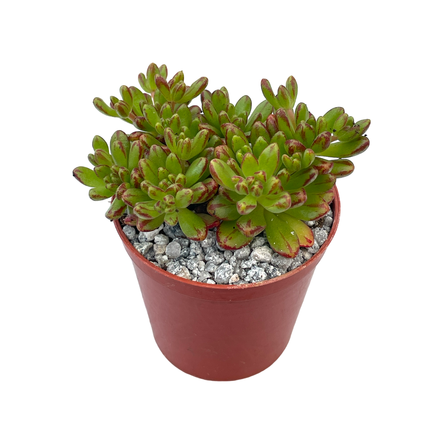 Aeonium sedifolium