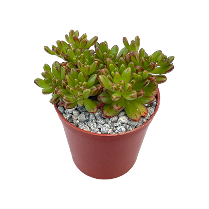 Aeonium sedifolium