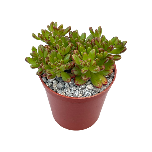 Aeonium sedifolium