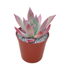 Echeveria colorata f. brandtii