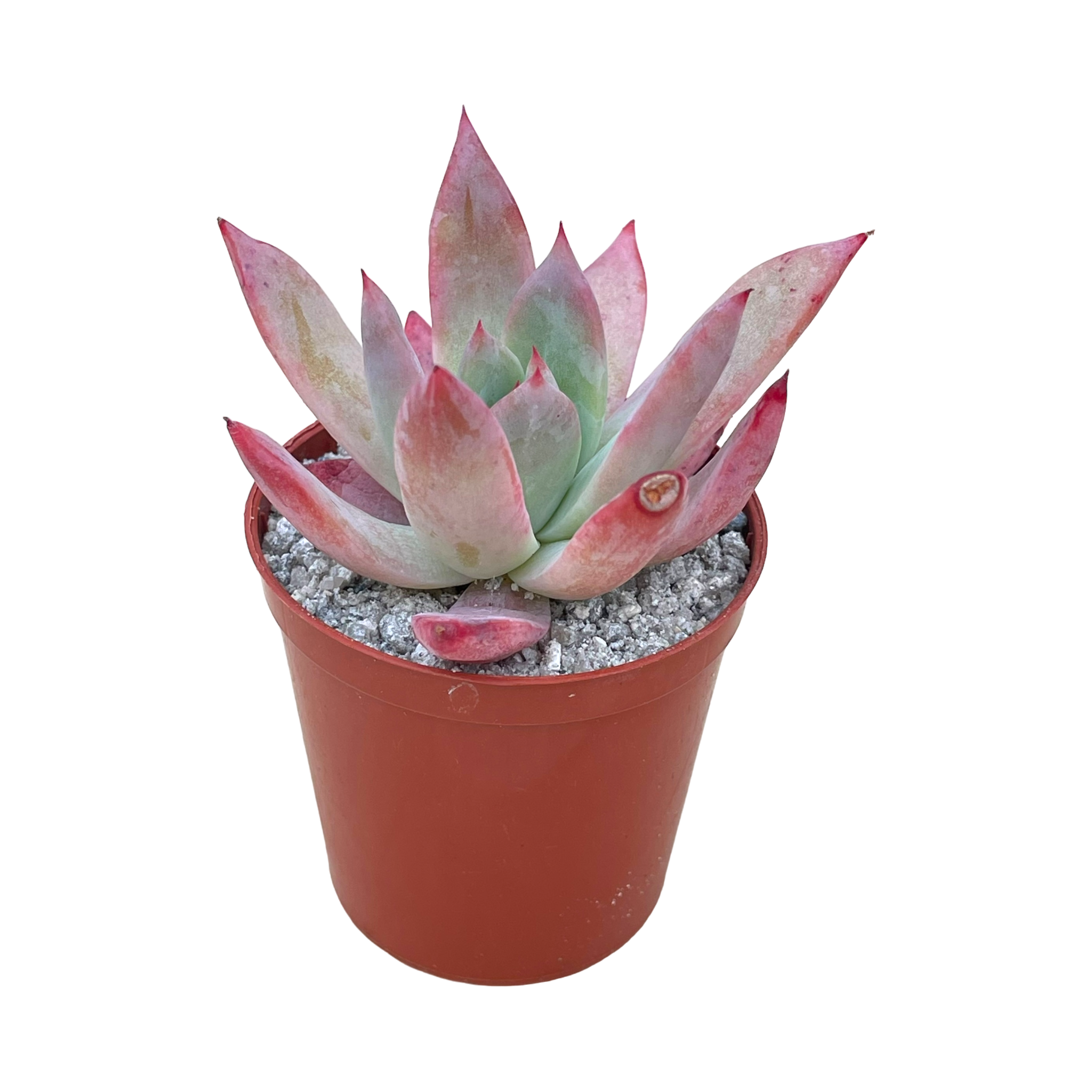 Echeveria colorata f. brandtii