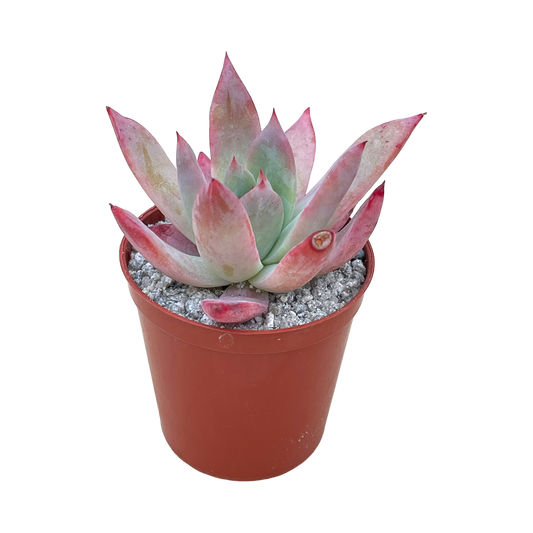 Echeveria colorata f. brandtii