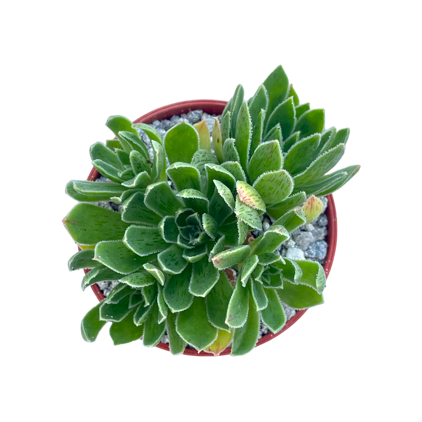 Aeonium x barbatum