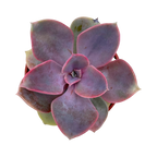 Echeveria 'Lila China'