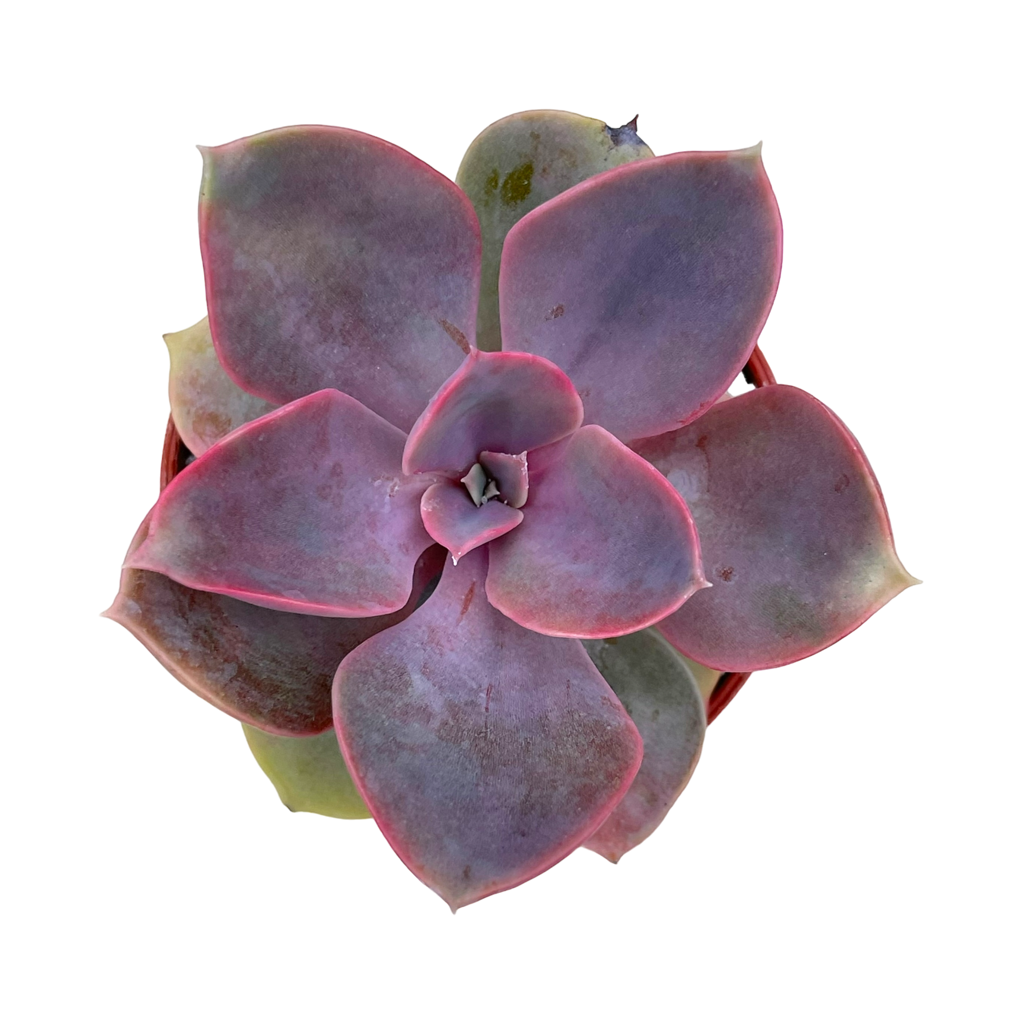 Echeveria 'Lila China'