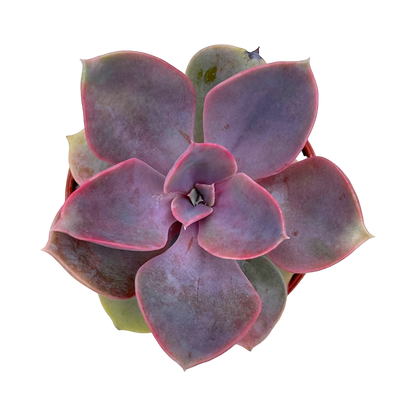 Echeveria 'Lila China'