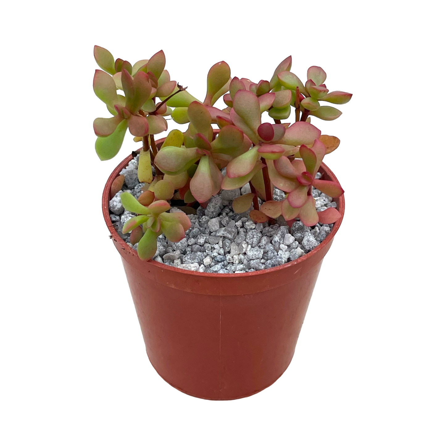 Crassula pubescens ssp. radicans